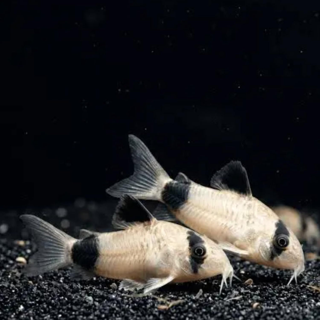 6 Panda Corydoras Live Freshwater Catfish B748