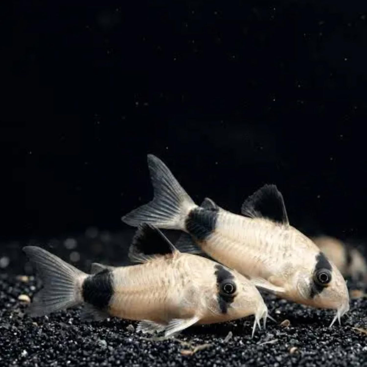 6 Panda Corydoras Live Freshwater Catfish B748