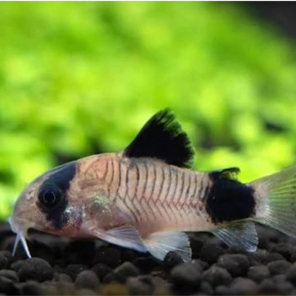 6 Panda Corydoras Live Freshwater Catfish B748