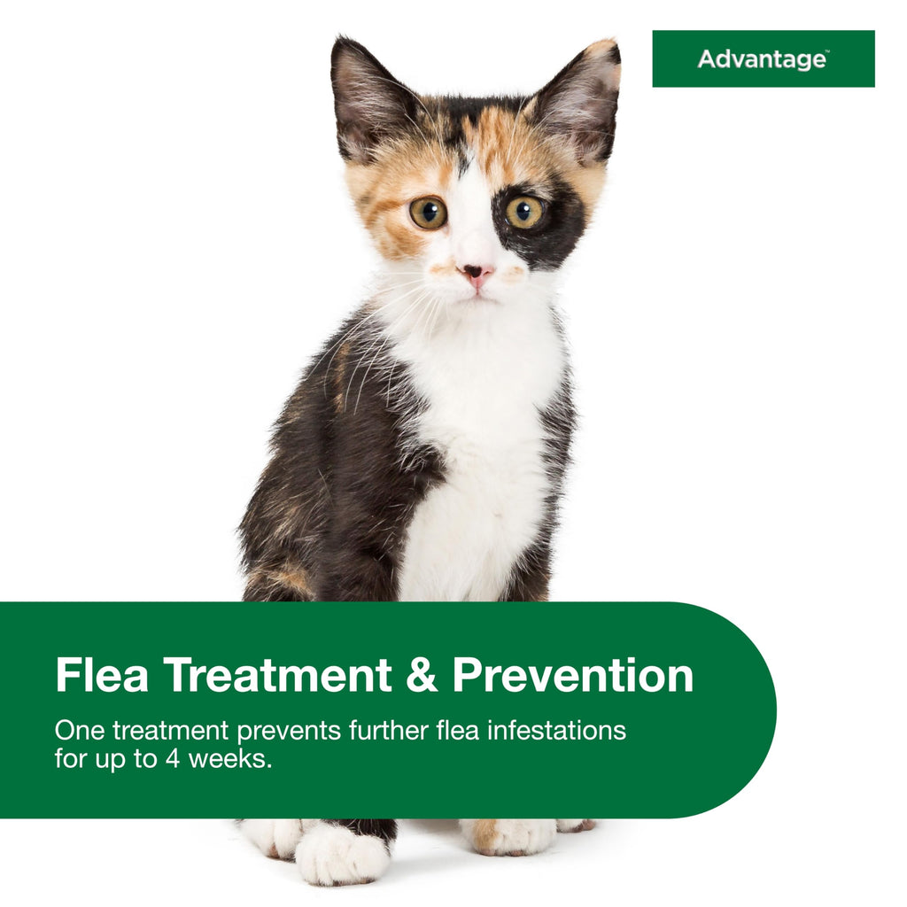 Topical Cat Flea Treatment and Prevention for Small Cats 2-9 lbs Y39411