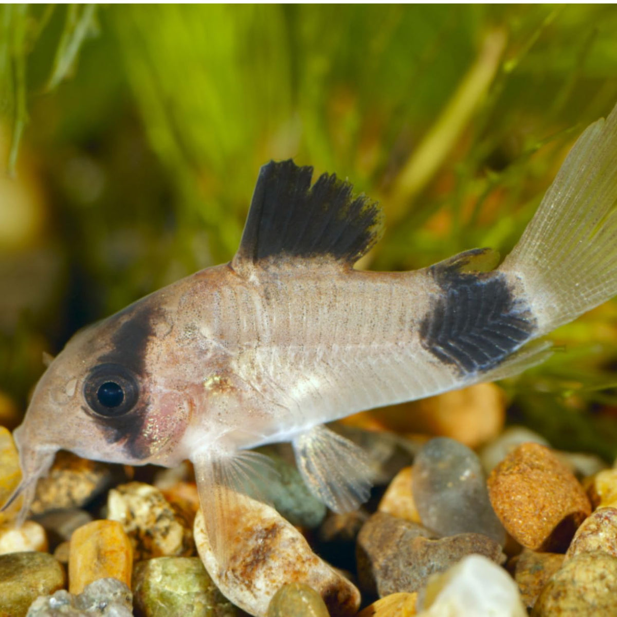 6 Panda Corydoras Live Freshwater Catfish B748