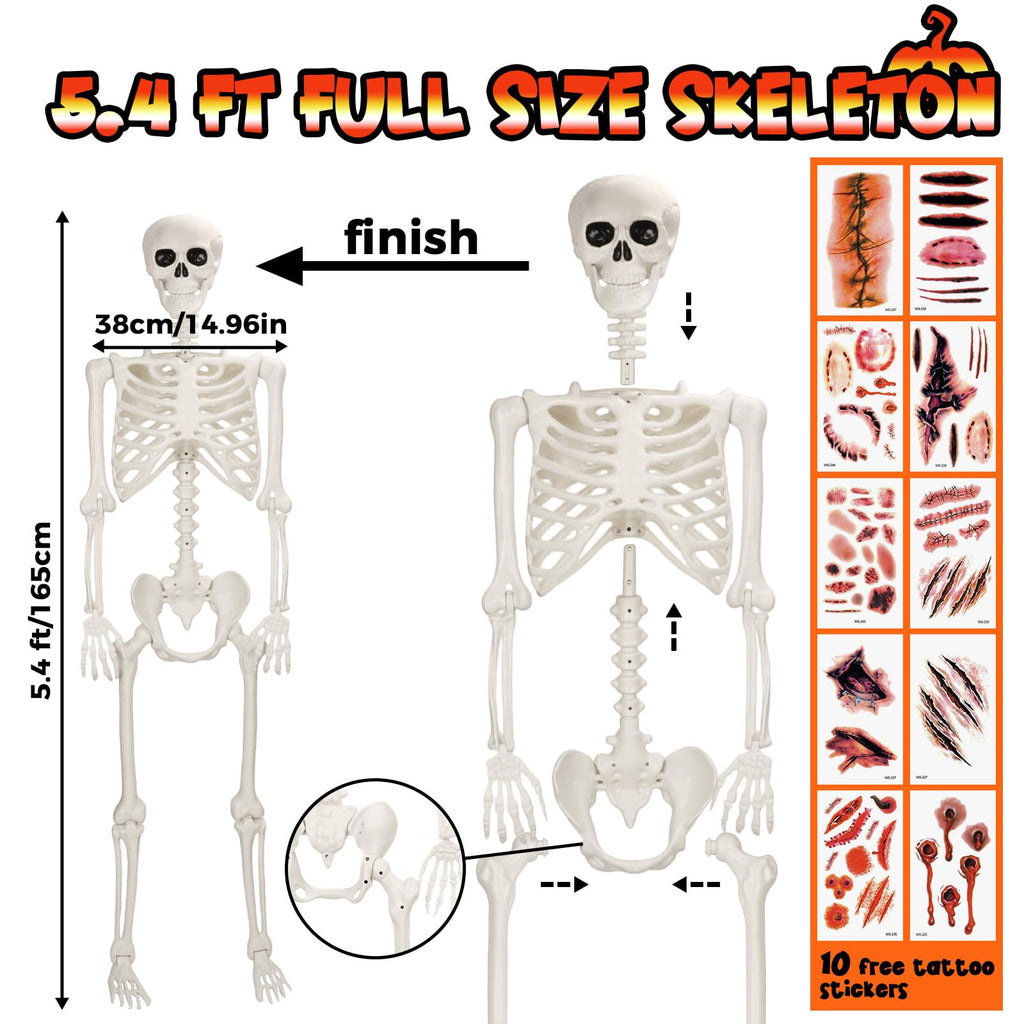 Life Size Poseable Skeleton V110494